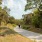 a person walking dogs on a path outside